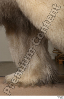 Polar bear leg 0029.jpg